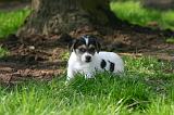 JACK RUSSEL 407